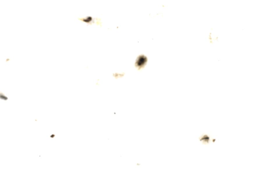 Image 41